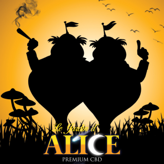 Fleur Twin's Haze / Le Jardin d'Alice