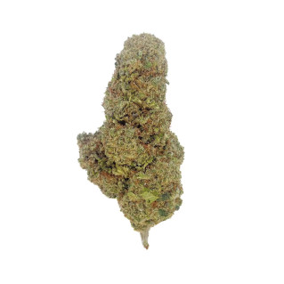 Fleur CBD – Orangello – Indoor
