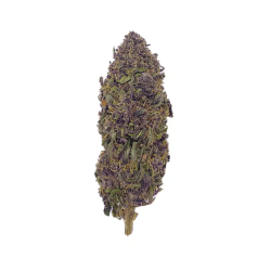 Fleurs CBD - Purple Haze – Glass-house