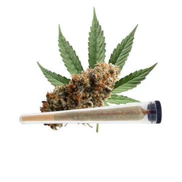 Pré-roll Donutz / NBK