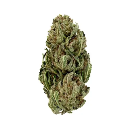 Fleur de CBD – Tangie Candy – Bud Mix – Green House