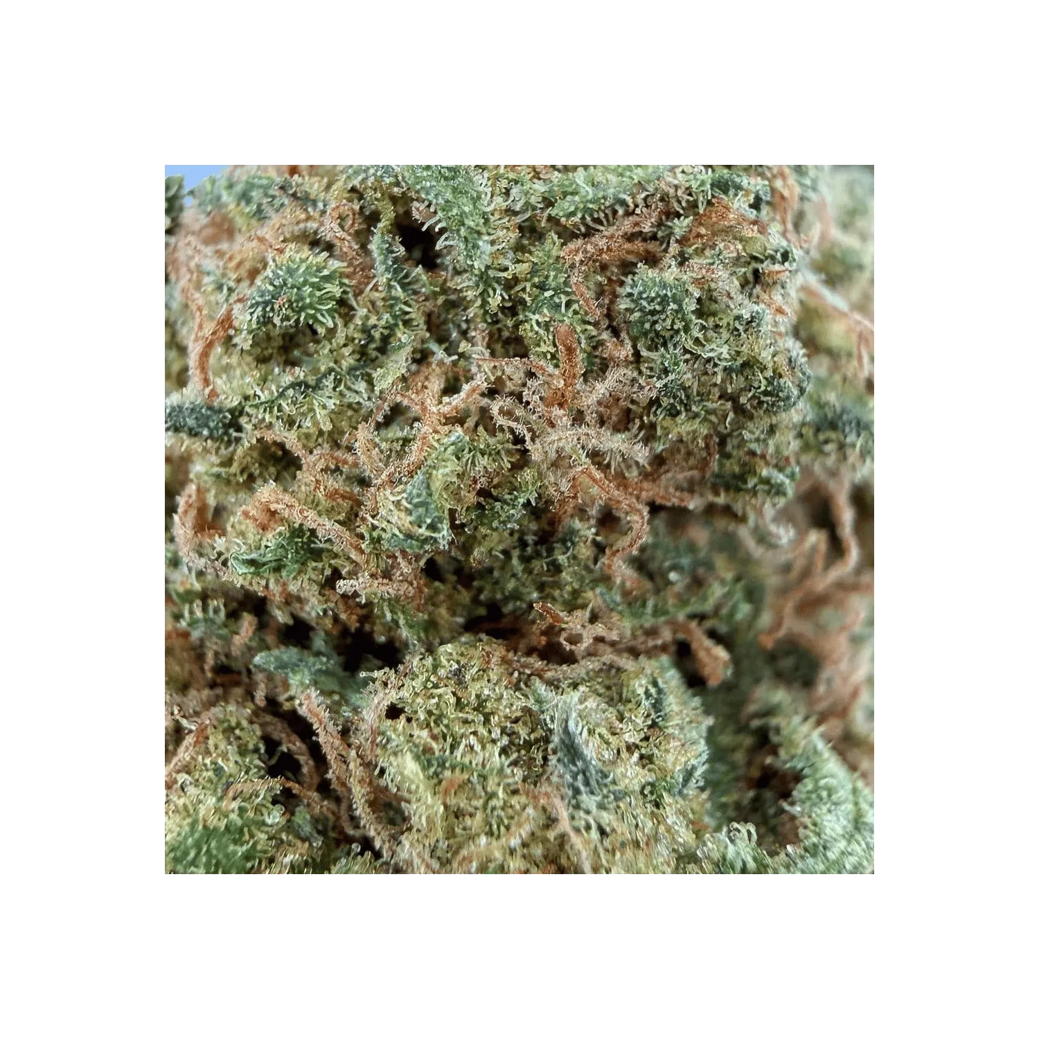 Fleur AK-47 CBD / Small Bud / Green-House