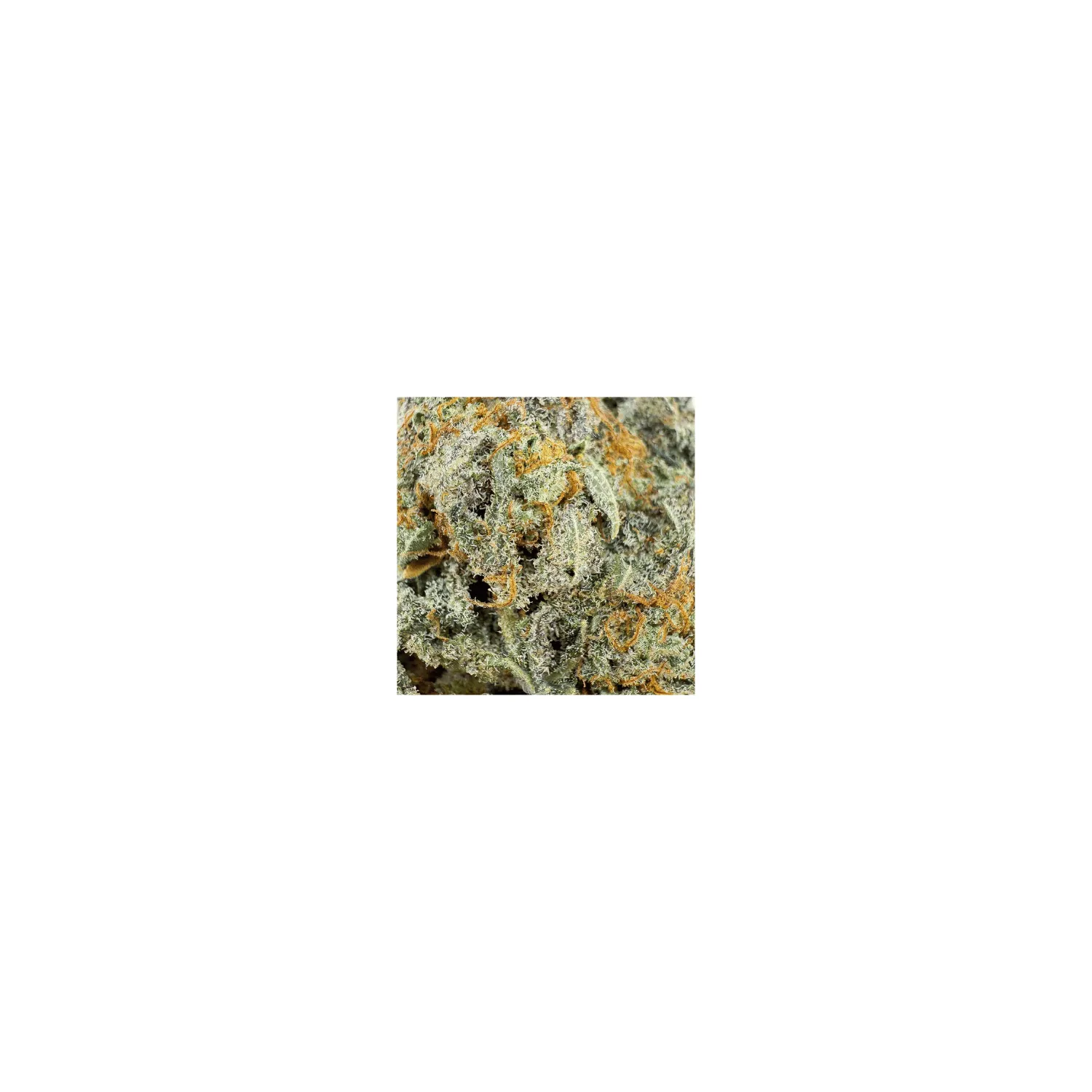 Fleur de CBD - ButterCream Gelato - Big Bud - Indoor Cali