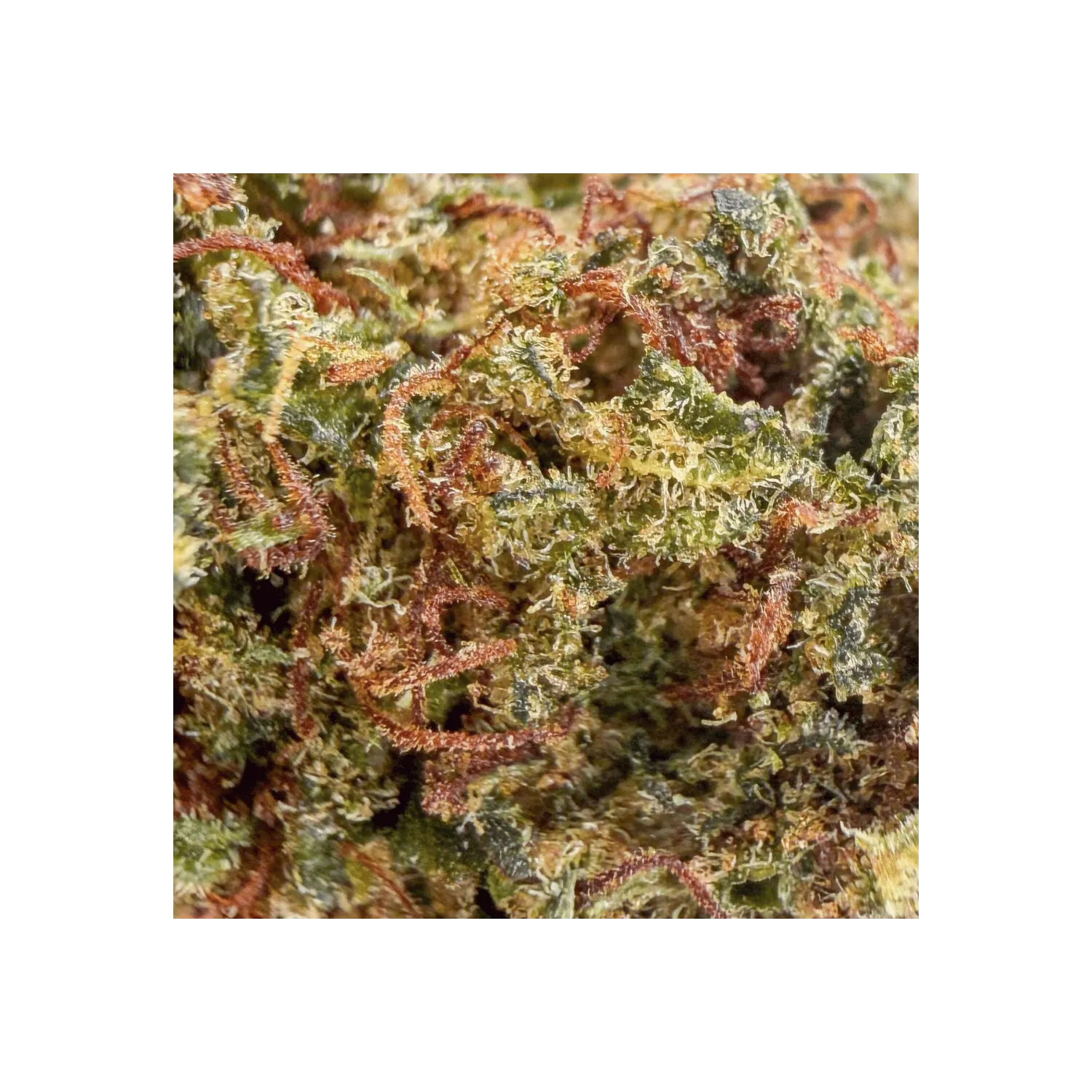 Fleur de CBD : Harlequin THCX 60% - Small Bud - Green House