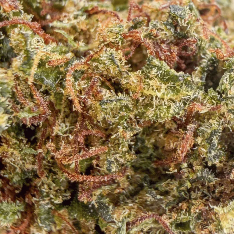 Fleur de CBD : Harlequin THCX 60% - Small Bud - Green House