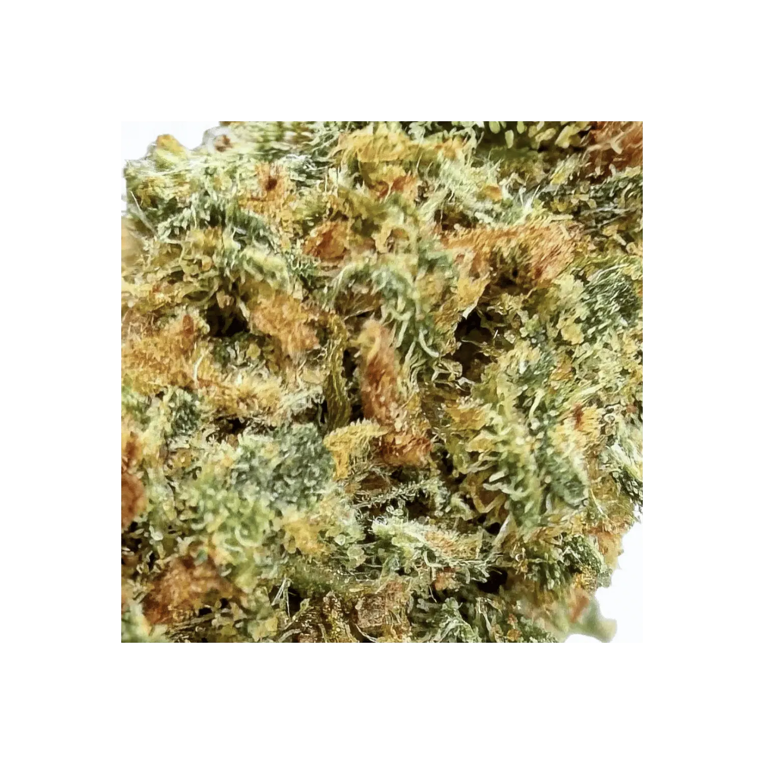 Fleur de CBD : Watermelon THCX 60% - Small Bud - Green House