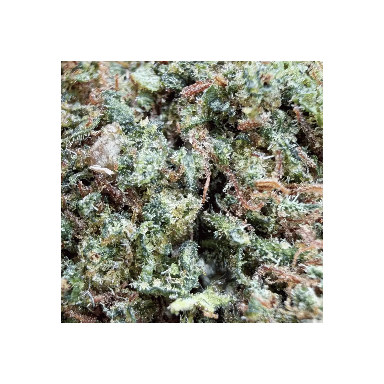 Fleur de CBD : Blueberry Diesel THCX 30% - Small Bud - Green House