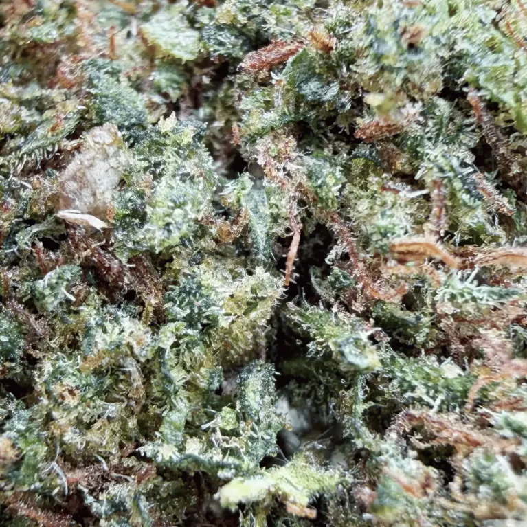 Fleur de CBD : Blueberry Diesel THCX 30% - Small Bud - Green House