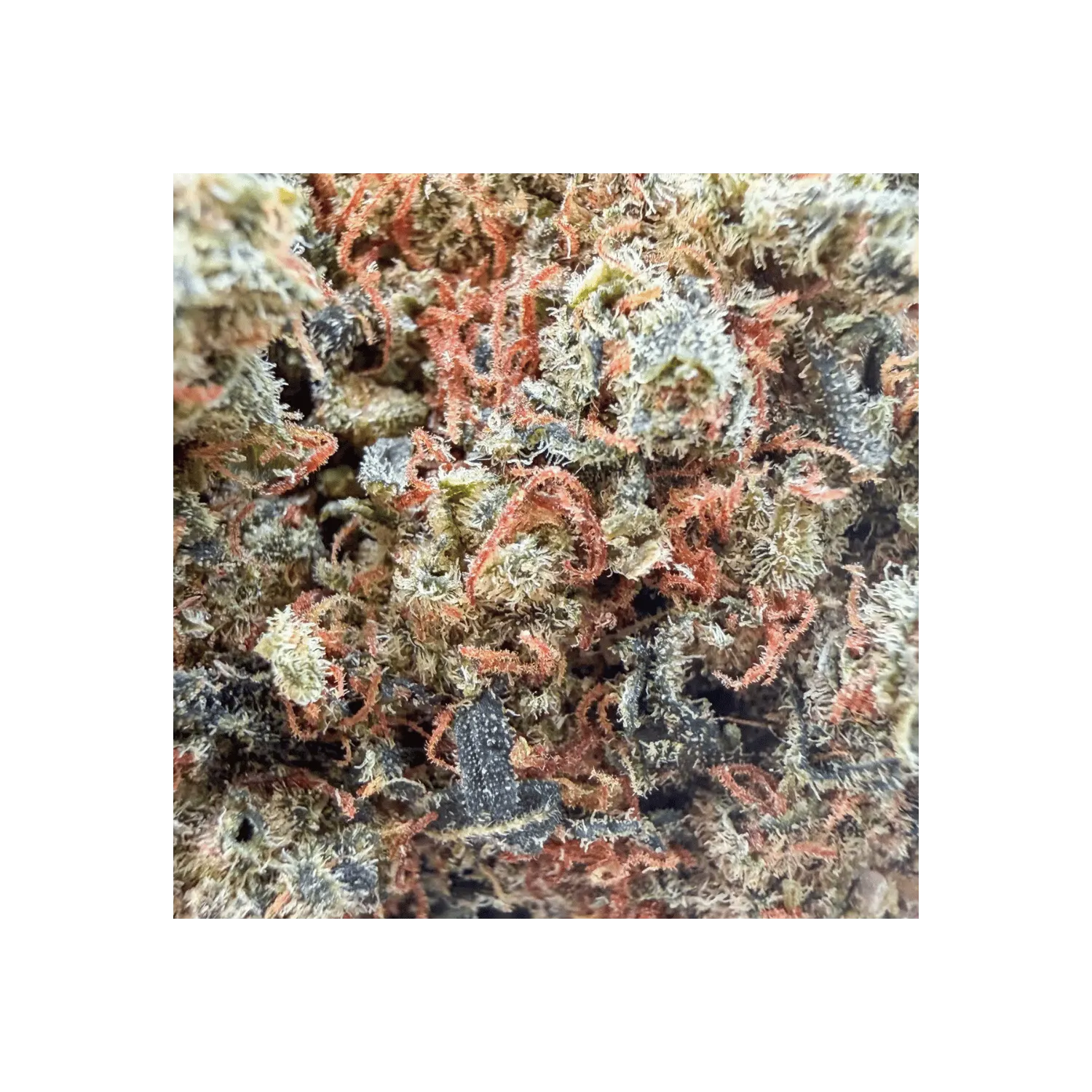 Fleur de CBD - Amnésia Haze THCX 60% - Big Bud - Indoor Hydro