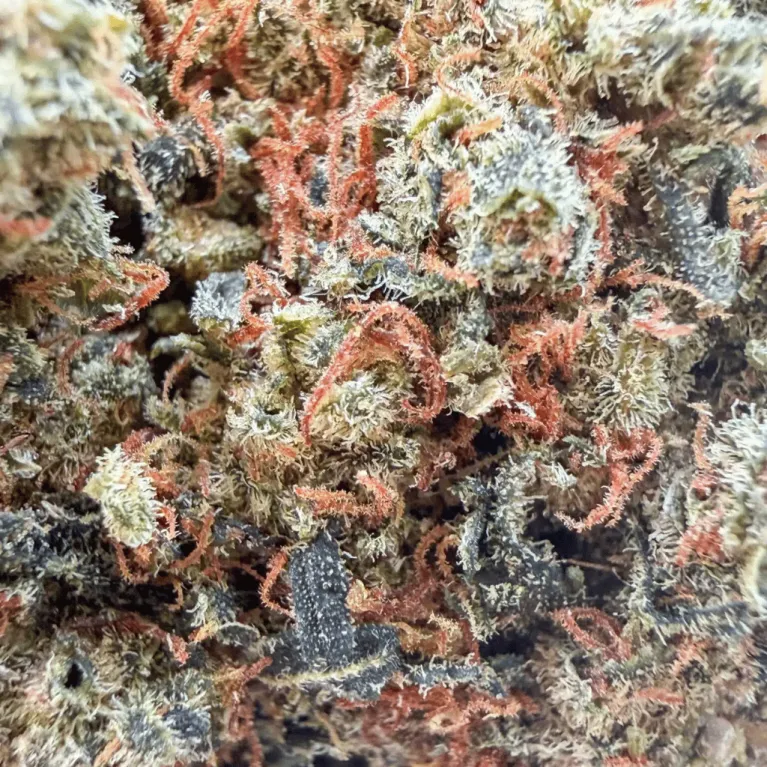 Fleur de CBD - Amnésia Haze THCX 60% - Big Bud - Indoor Hydro