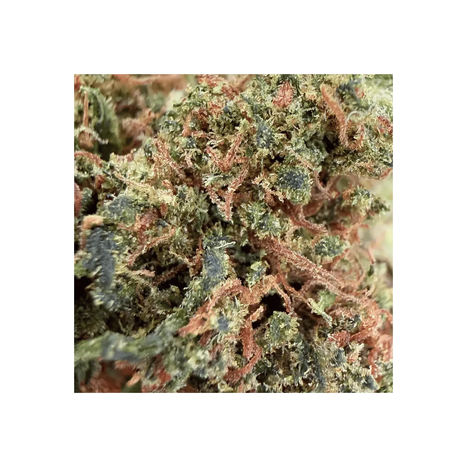 Fleur de CBD AK-47 THCX 60% / Small Bud / Green-House