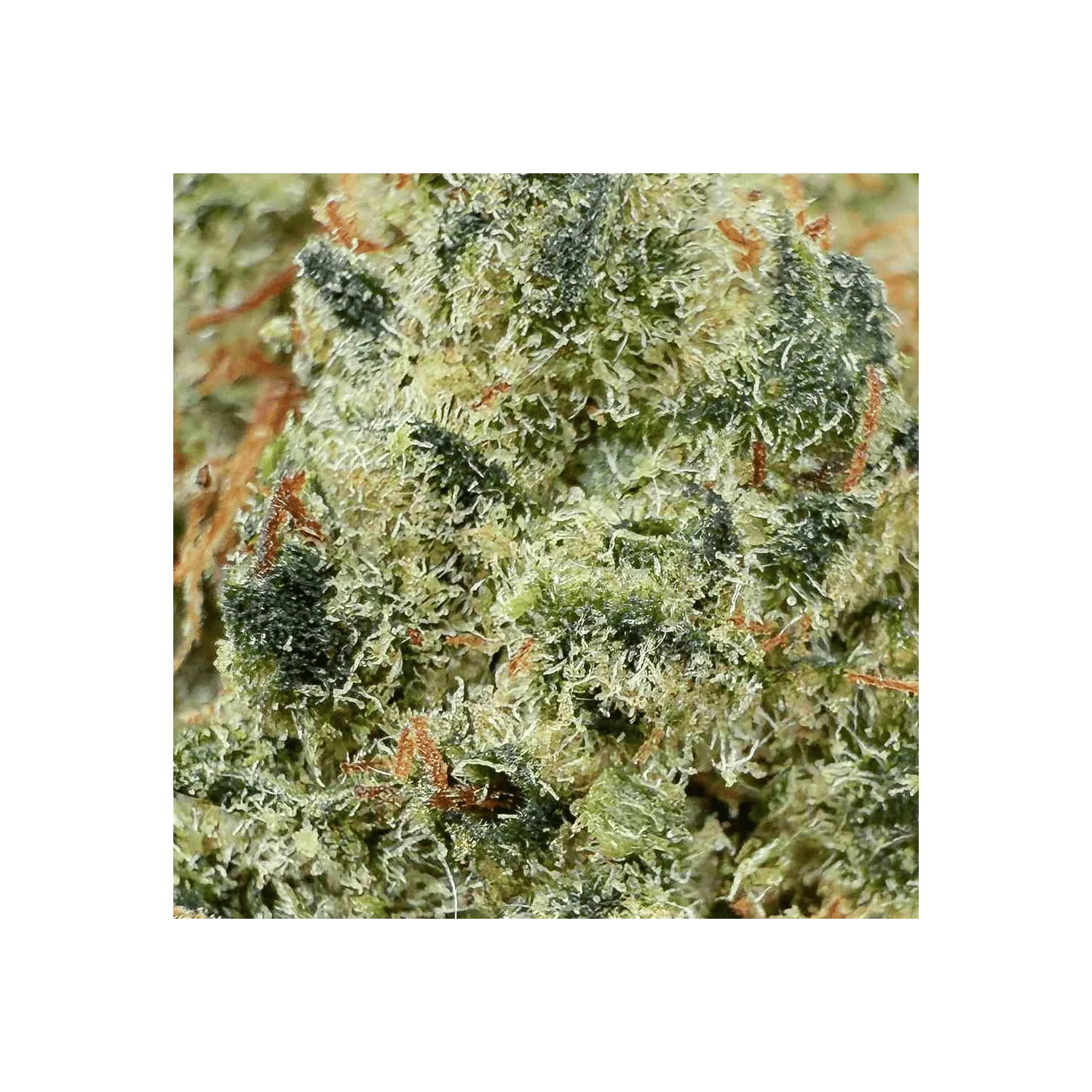 Fleur de CBD Gorilla Kush THCX 60% / Bud Mix / Glass-House
