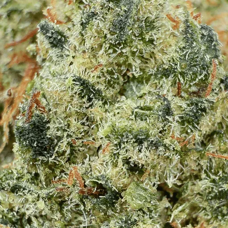 Fleur de CBD Gorilla Kush THCX 60% / Bud Mix / Glass-House