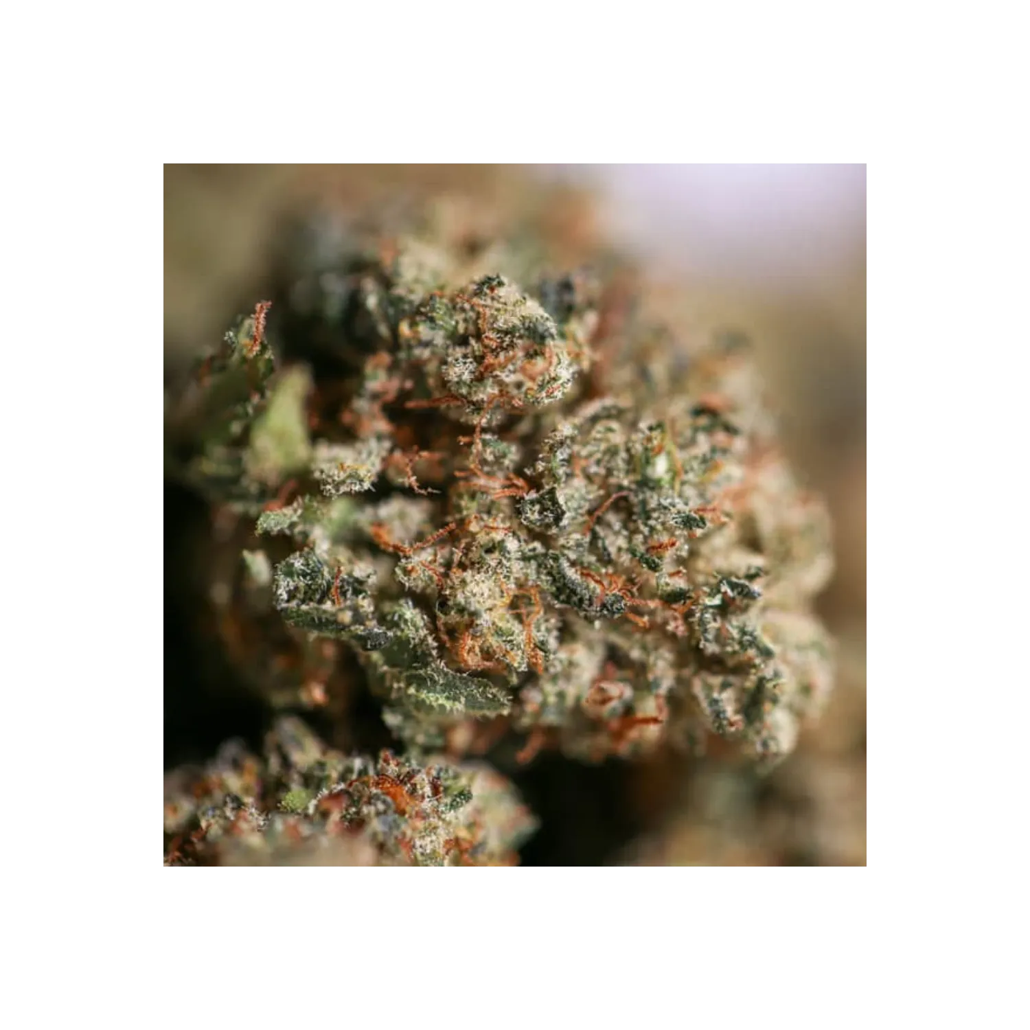 Fleur de CBD - Critical+ 2.0 THCX 30% Bud Mix - Indoor Hydro
