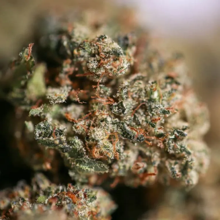 Fleur de CBD - Critical+ 2.0 THCX 30% Bud Mix - Indoor Hydro