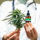 Cannabis thérapeutique : vers une autorisation en 2026 ?