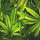 Un extrait de cannabis particulier soulagerait les douleurs lombaires chroniques