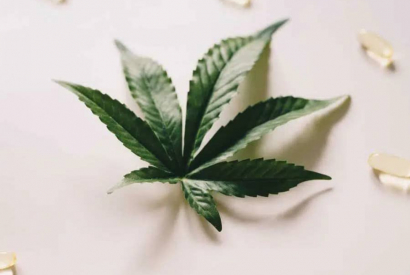 Du CBD aurait été découvert dans une plante autre que le cannabis