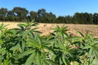 CBD en France : allons-nous vers des réglementations plus souples ?