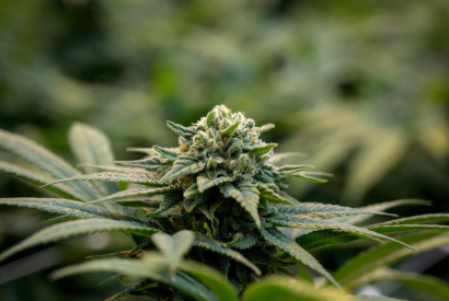 CANNABIS, CBD, THC, HHC, H4CBD: CE QUI EST LÉGAL ET CE QUI EST INTERDIT