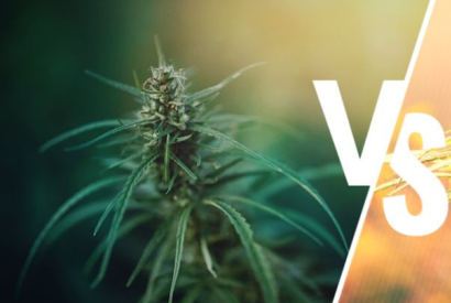 Quelle est la différence entre le chanvre et le cannabis ?