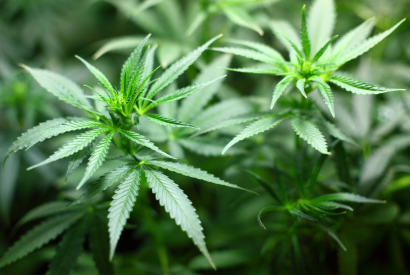 Légalisation du Cannabis en France : qu’en Pense les Psychiatres ?