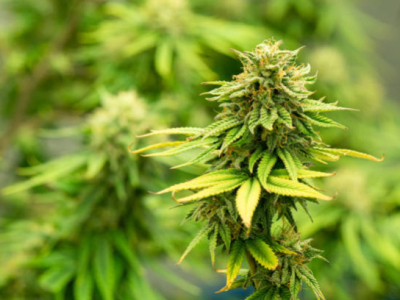 Députés européens préconisent une limite de 0,5% de THC pour protéger le chanvre