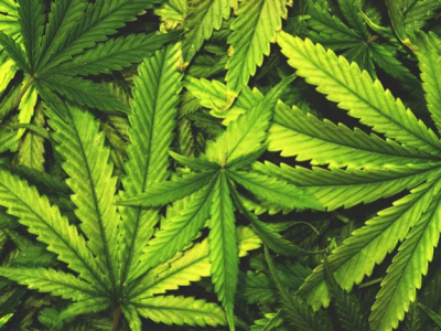 Un extrait de cannabis particulier soulagerait les douleurs lombaires chroniques