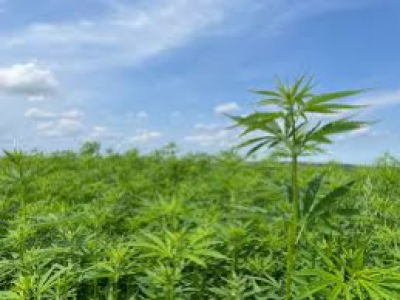 Le THC améliorerait les symptômes de la maladie de Parkinson