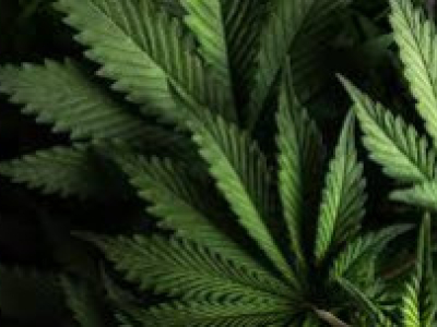 CBD et THC : de nouvelles pistes prometteuses contre le cancer de l’ovaire
