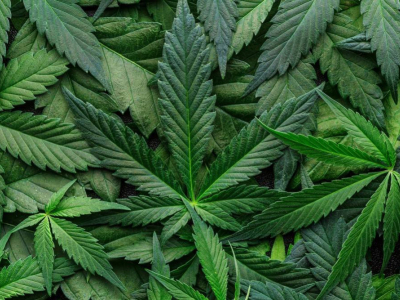 Cannabis et douleur chronique : efficacité réelle ou espoir surestimé ?