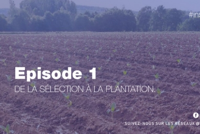 VDLV / EPISODE 1 – SÉLECTION ET PLANTATION DU TABAC