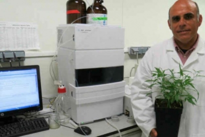 Des chercheurs espagnols mettent au point une variété de chanvre sans THC et for