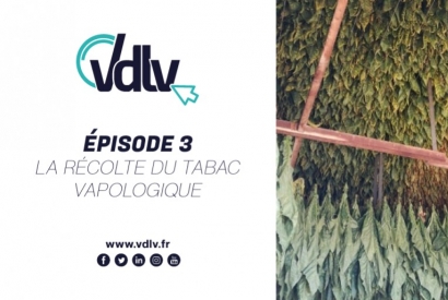 EPISODE 3 : LA RÉCOLTE DU TABAC VAPOLOGIQUE
