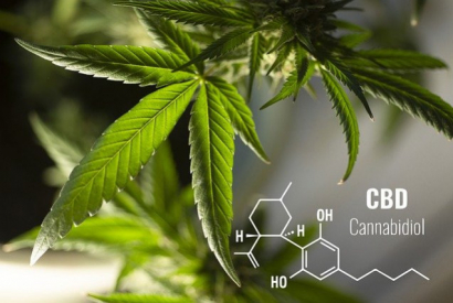QUELLES AVANCÉES SUR LE CBD EN FRANCE ?