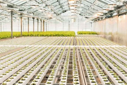Qu'est-ce que le CBD Greenhouse ?