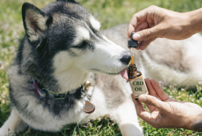 TÉMOIGNAGE CBD POUR LES ANIMAUX