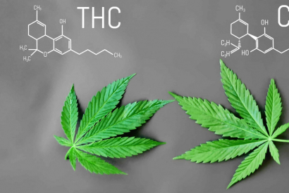 CBD VS THC