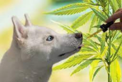 LE BON DOSAGE EN HUILE DE CBD POUR LES CHIENS ET CHATS !
