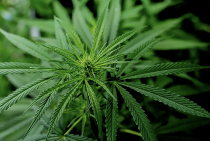 Allergies aux pollens, le CBD peut aider