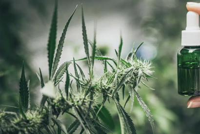 Et l'huile de CBD full spectrum c'est quoi ?
