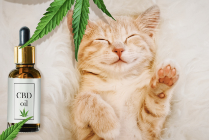CBD : les sénateurs français lâchent la bride