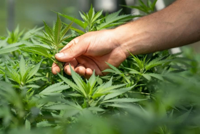 Le CBD soigne-t-il des maladies ?