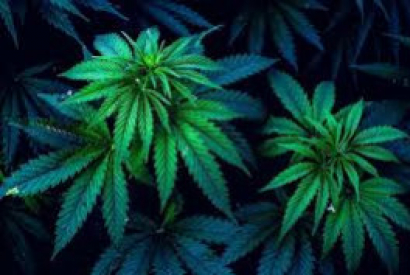 CBD : Est-ce que ses effets sont positifs pour les personnes dysphasiques ?