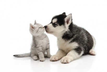 CBD pour le chien et le chat, une alternative pour leur bien-être