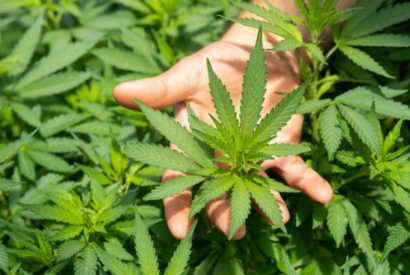 H4CBD : quel est ce nouveau cannabinoïde ?